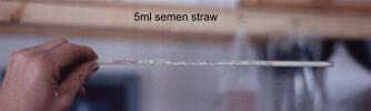 straw frozen semen.jpg (4854 Byte)